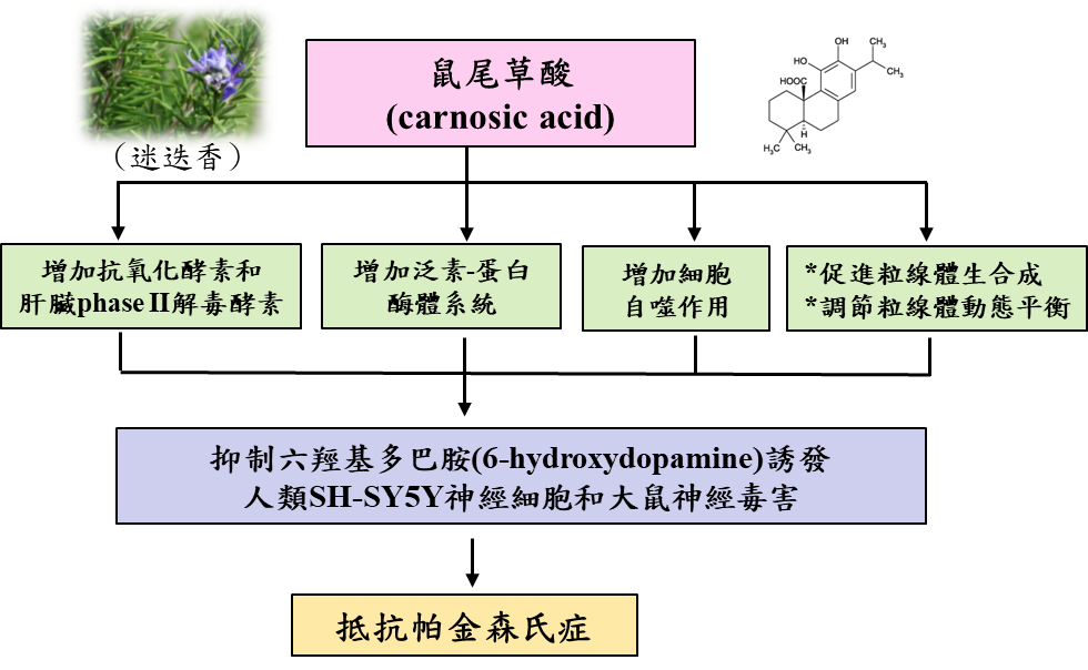 研究成果